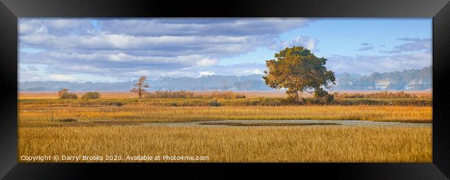 Lone Tree in Golden Light on Marsh Framed Print by Darryl Brooks