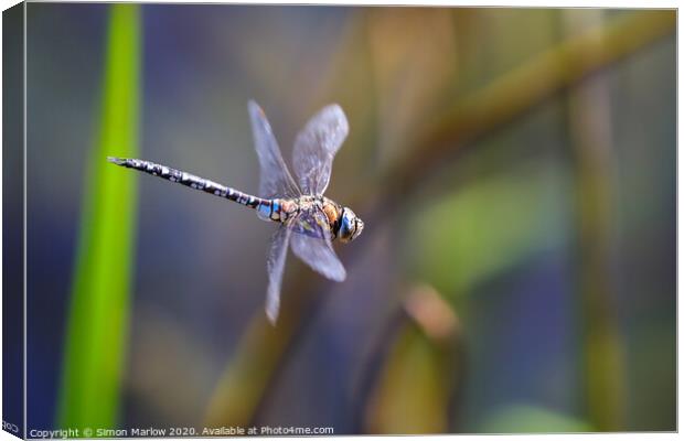 Male Emperor Dragonfly in flight Canvas Print by Simon Marlow
