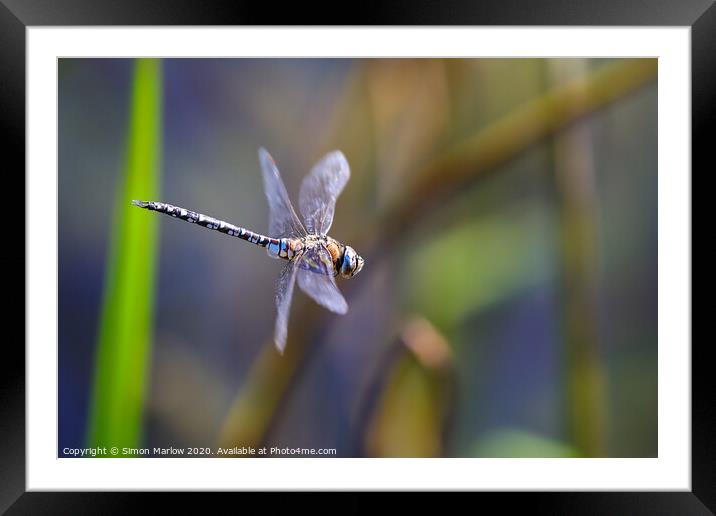 Male Emperor Dragonfly in flight Framed Mounted Print by Simon Marlow