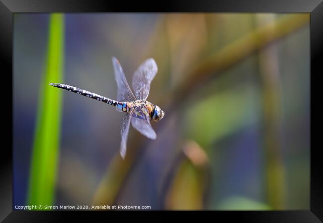 Male Emperor Dragonfly in flight Framed Print by Simon Marlow