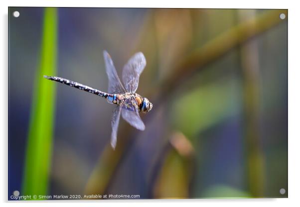 Male Emperor Dragonfly in flight Acrylic by Simon Marlow