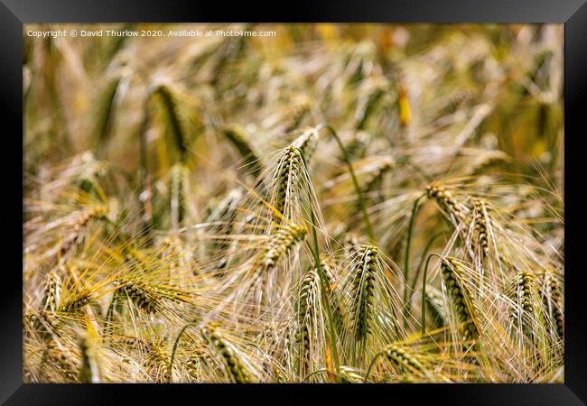 Field of wheat Framed Print by David Thurlow