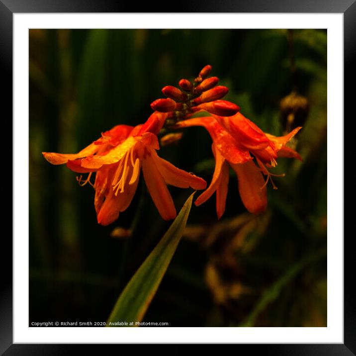 A close up of a Montbretia. Framed Mounted Print by Richard Smith