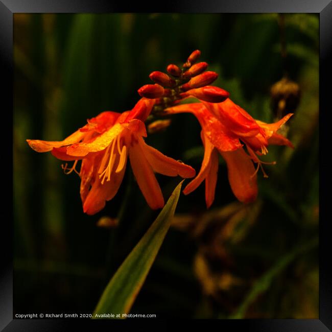 A close up of a Montbretia. Framed Print by Richard Smith