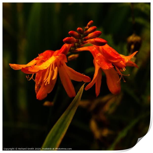 A close up of a Montbretia. Print by Richard Smith