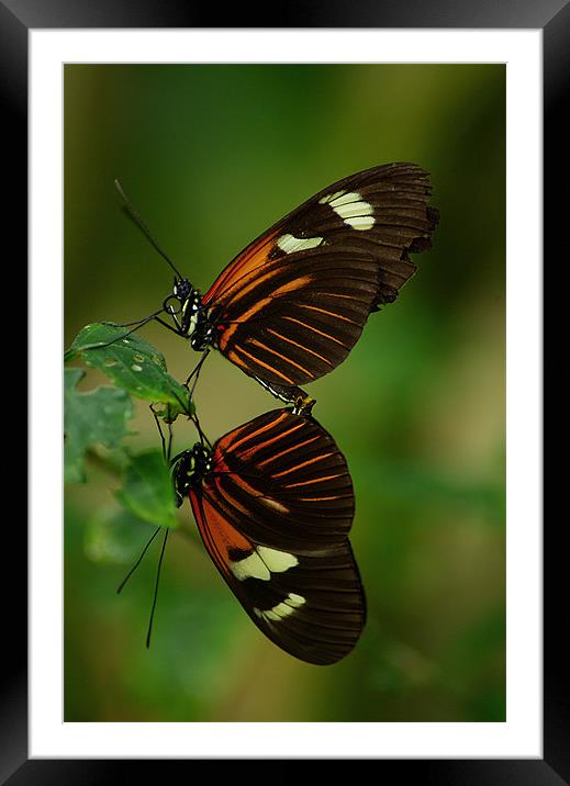 Twins 2 Framed Mounted Print by R K Photography