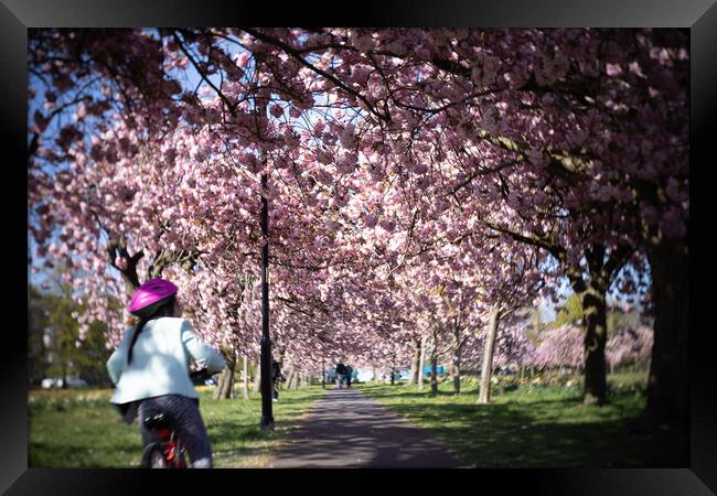 Cherry Blossom on Harrogate Stray Framed Print by mike morley