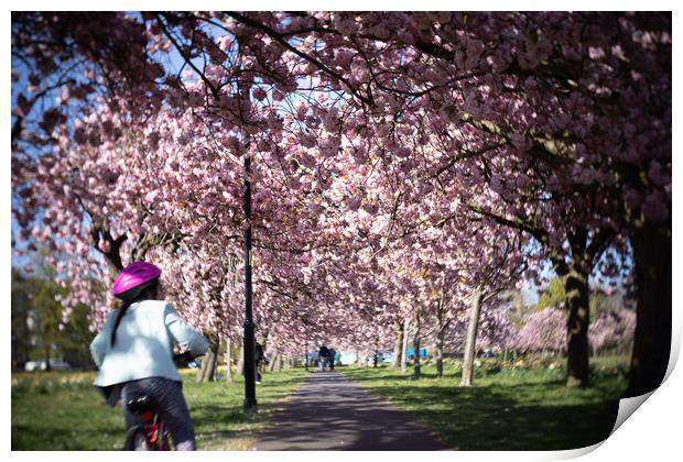 Cherry Blossom on Harrogate Stray Print by mike morley