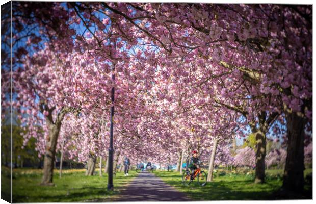 Cherry Blossom on Harrogate Stray Canvas Print by mike morley