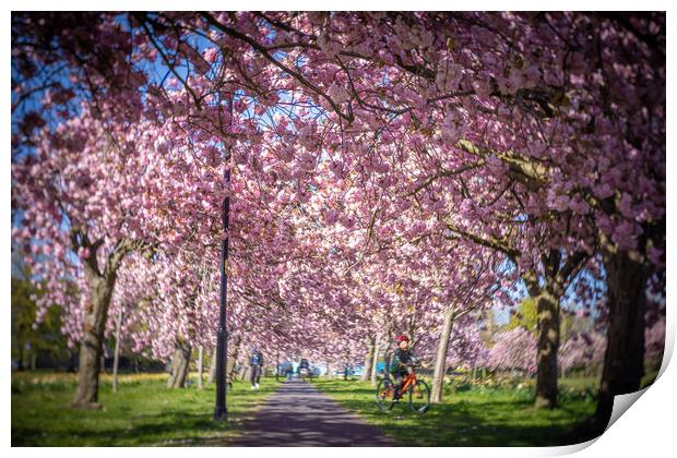 Cherry Blossom on Harrogate Stray Print by mike morley