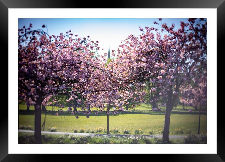 Cherry Blossom on Harrogate Stray Framed Mounted Print by mike morley