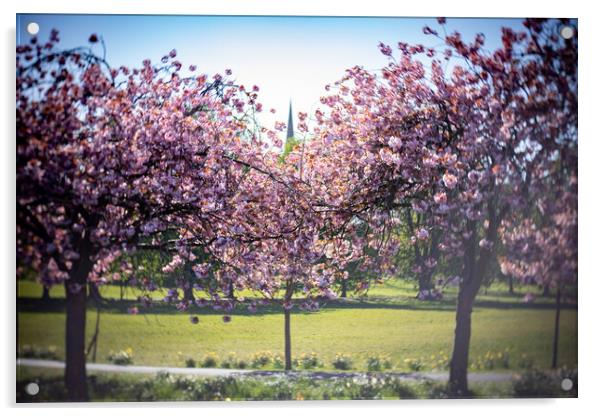 Cherry Blossom on Harrogate Stray Acrylic by mike morley