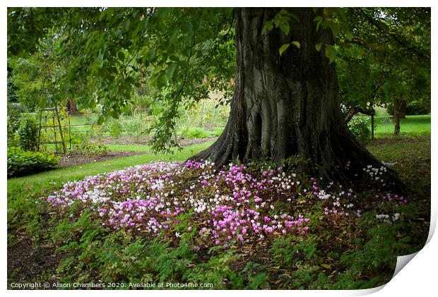 Autumn Cyclamen Print by Alison Chambers