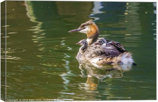 Great Crested Grebe (Podiceps cristatus) carrying it's chicks on it's back Canvas Print by Chris Rabe