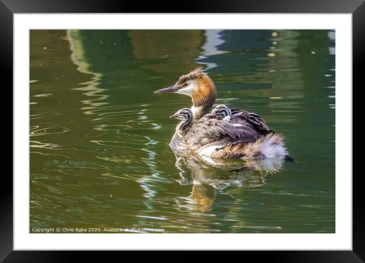 Great Crested Grebe (Podiceps cristatus) carrying it's chicks on it's back Framed Mounted Print by Chris Rabe
