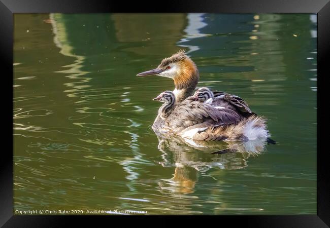 Great Crested Grebe (Podiceps cristatus) carrying it's chicks on it's back Framed Print by Chris Rabe