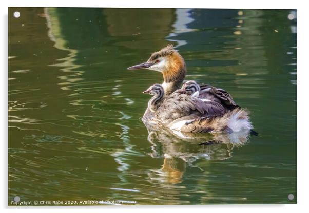 Great Crested Grebe (Podiceps cristatus) carrying it's chicks on it's back Acrylic by Chris Rabe