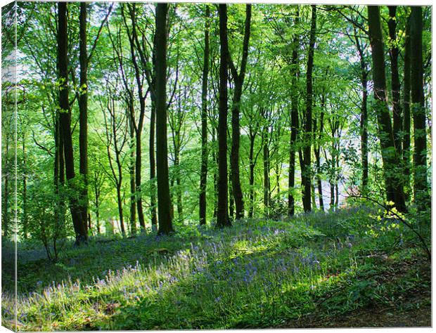 Light Dancing In The Woods Canvas Print by Sandi-Cockayne ADPS