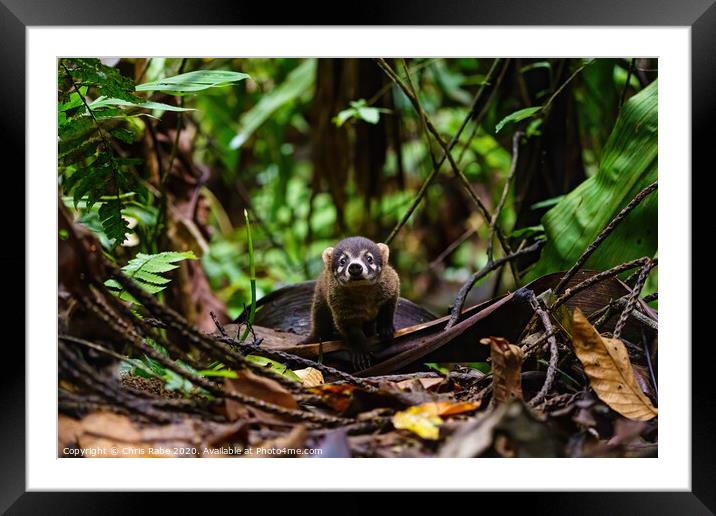 Baby Ring-Tailed Coati looking curiously at camera Framed Mounted Print by Chris Rabe
