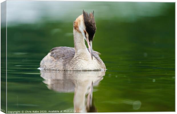 Great Crested Grebe with it's head bowed down Canvas Print by Chris Rabe