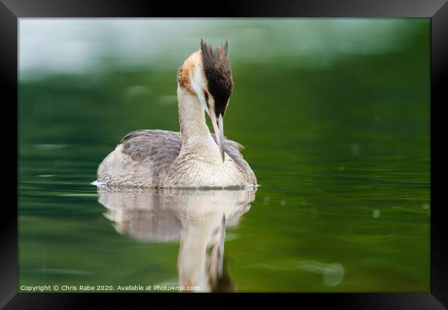 Great Crested Grebe with it's head bowed down Framed Print by Chris Rabe