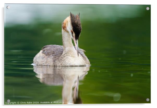 Great Crested Grebe with it's head bowed down Acrylic by Chris Rabe