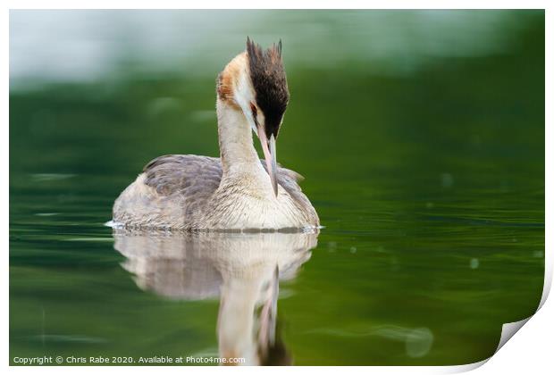 Great Crested Grebe with it's head bowed down Print by Chris Rabe