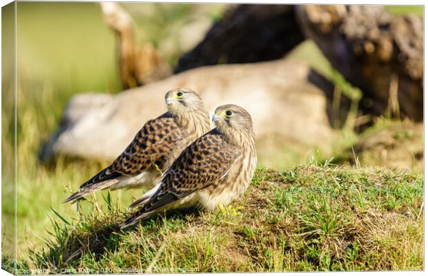 Common Kestrel (Falco Tinnunculus) juvenile siblings looking over their shoulders Canvas Print by Chris Rabe