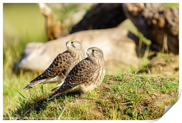 Common Kestrel (Falco Tinnunculus) juvenile siblings looking over their shoulders Print by Chris Rabe