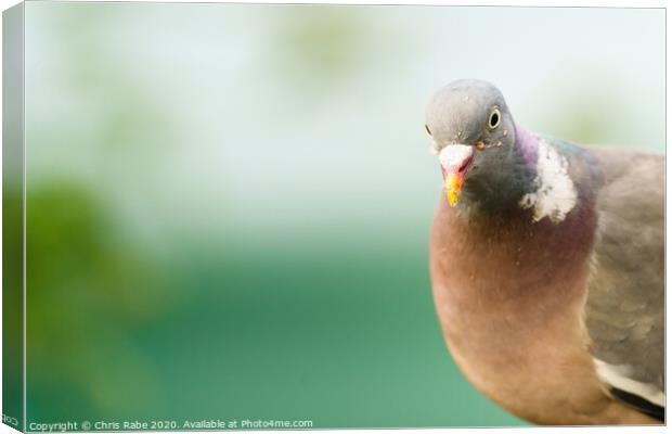 Closeup of a Common Wood Pigeon looking into camera Canvas Print by Chris Rabe