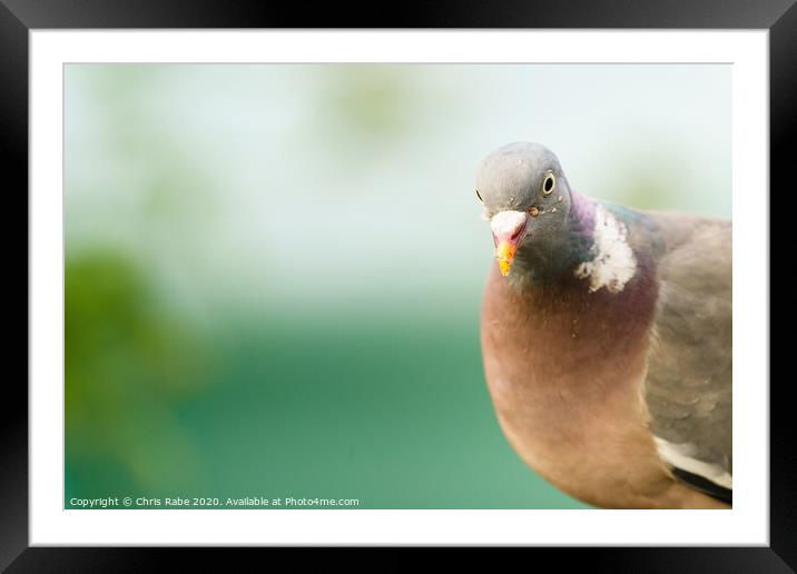 Closeup of a Common Wood Pigeon looking into camera Framed Mounted Print by Chris Rabe
