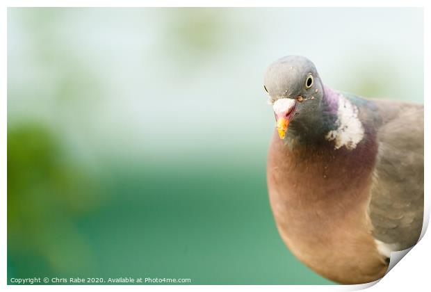 Closeup of a Common Wood Pigeon looking into camera Print by Chris Rabe