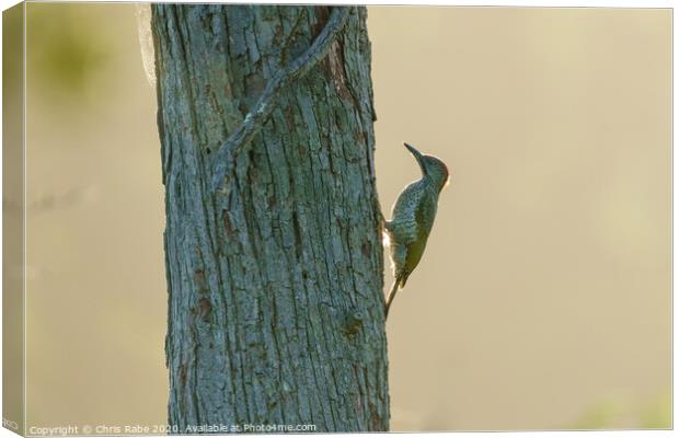 Green Woodpecker female on tree Canvas Print by Chris Rabe