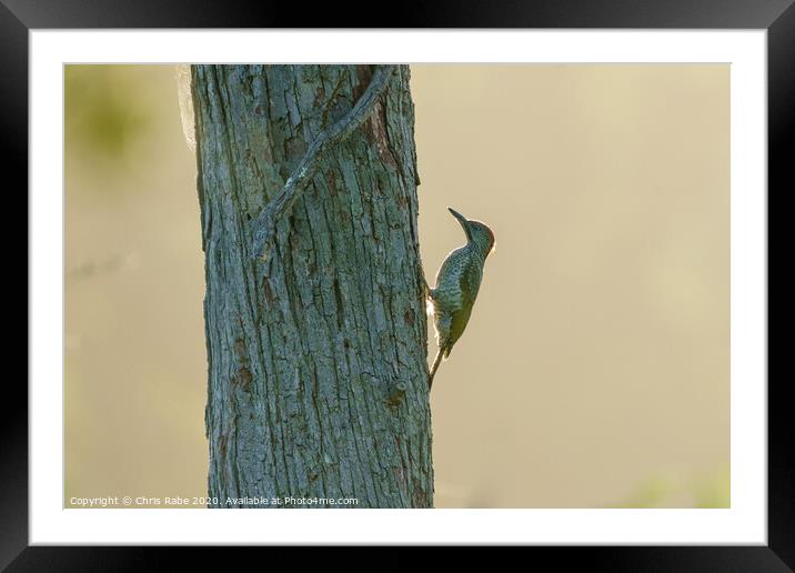 Green Woodpecker female on tree Framed Mounted Print by Chris Rabe