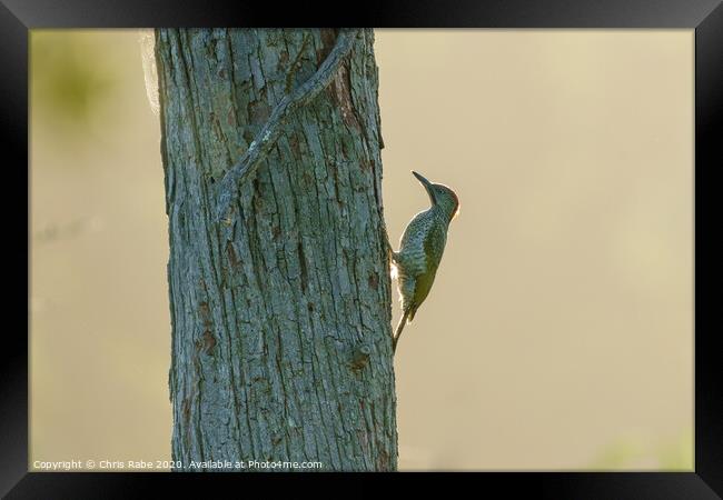 Green Woodpecker female on tree Framed Print by Chris Rabe