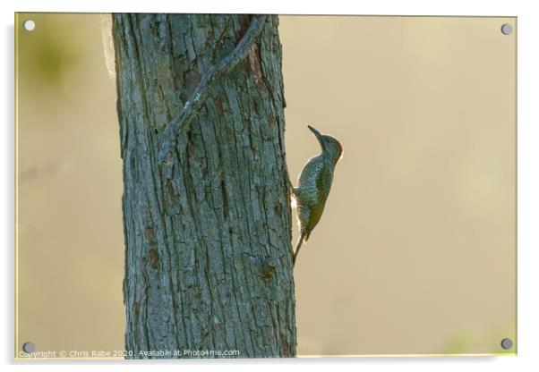Green Woodpecker female on tree Acrylic by Chris Rabe