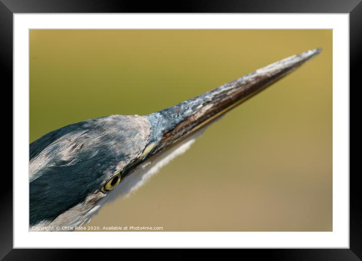 Grey Heron close-up head shot Framed Mounted Print by Chris Rabe