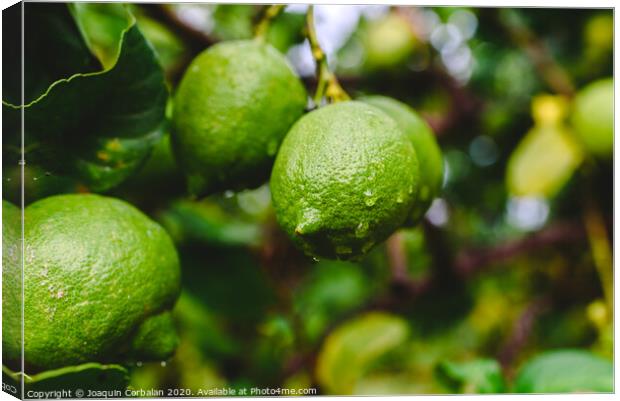 Green lemons hanging from the lemon tree on a rainy day. Canvas Print by Joaquin Corbalan