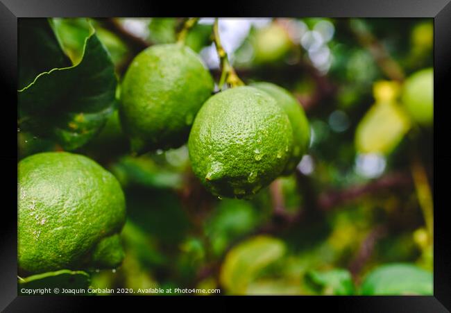 Green lemons hanging from the lemon tree on a rainy day. Framed Print by Joaquin Corbalan