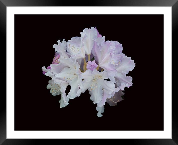 Pale Rhododendron Framed Mounted Print by Karen Martin