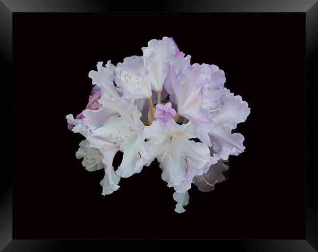 Pale Rhododendron Framed Print by Karen Martin