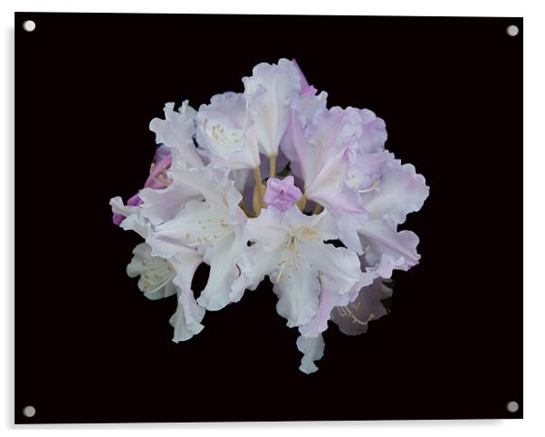 Pale Rhododendron Acrylic by Karen Martin