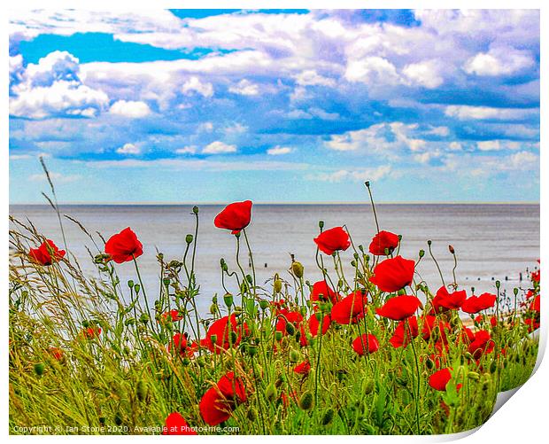 Poppies  Print by Ian Stone