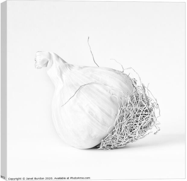 One bulb of Garlic Canvas Print by Janet Burdon