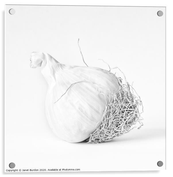 One bulb of Garlic Acrylic by Janet Burdon