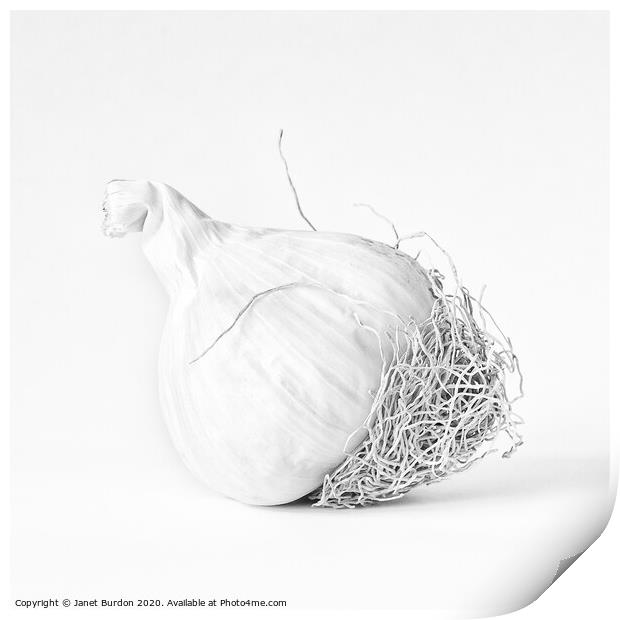 One bulb of Garlic Print by Janet Burdon