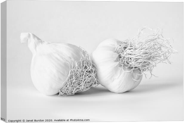 Garlic Canvas Print by Janet Burdon