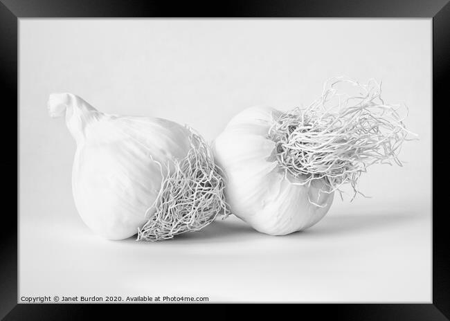 Garlic Framed Print by Janet Burdon