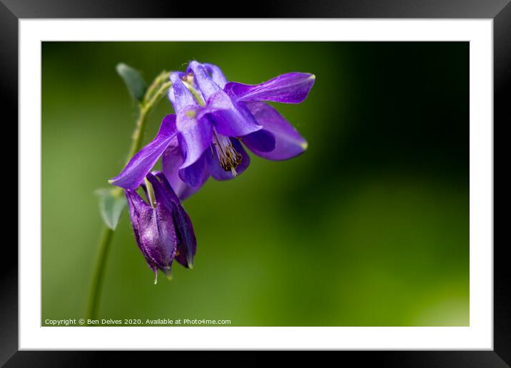 purple columbine in woodland Framed Mounted Print by Ben Delves