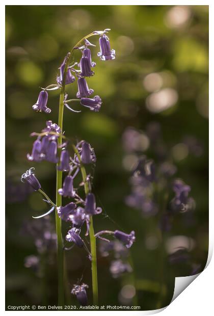 bluebell in the sunlight Print by Ben Delves